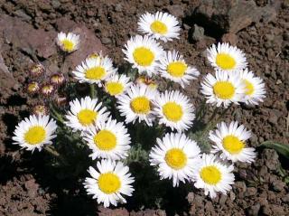 Click on picture to enlarge image (product Id 0707daisies).