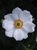 id: bt019 image: VJapanese-Anemone,-cultivated-near-the-Trail.jpg